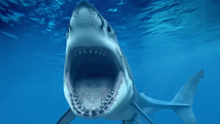 Shark Live Wallpaper android App screenshot 1