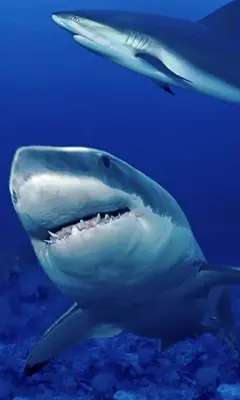 Shark Live Wallpaper android App screenshot 2